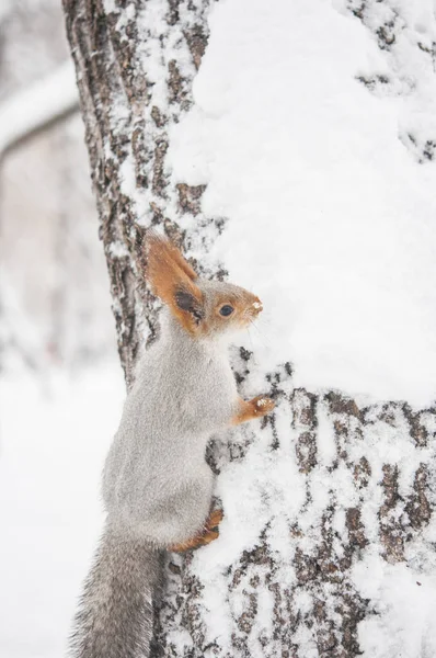 Ardilla Roja Una Rama Árbol Invierno Ardilla Sentada Árbol Contra — Foto de Stock