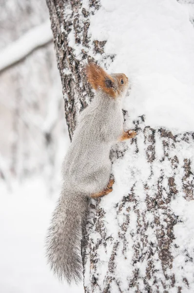 red squirrel on a tree branch in winter. Squirrel sitting on a tree against a snowy forest