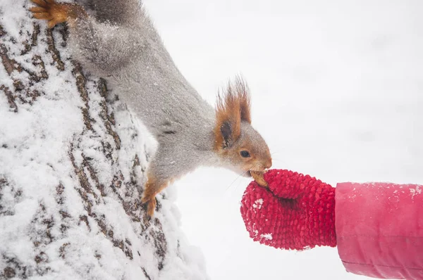 Red Squirrel Tree Branch Winter Squirrel Sitting Tree Snowy Forest — Stock Photo, Image