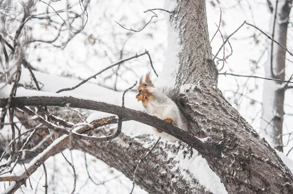 red squirrel on a tree branch in winter. Squirrel sitting on a tree against a snowy forest