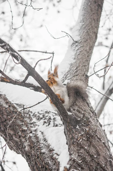 red squirrel on a tree branch in winter. Squirrel sitting on a tree against a snowy forest