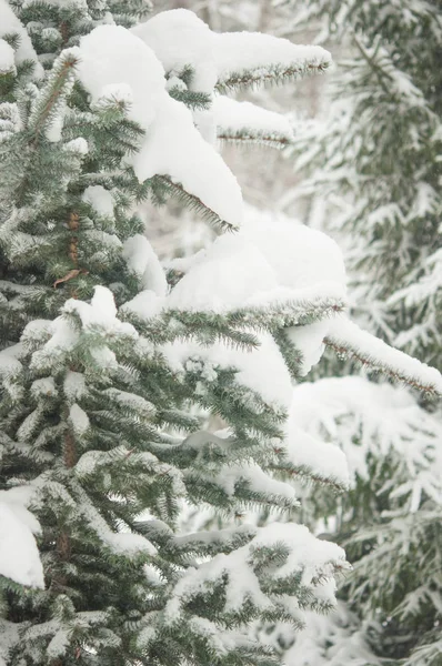 Fondo Navidad Con Pino Escarchado — Foto de Stock