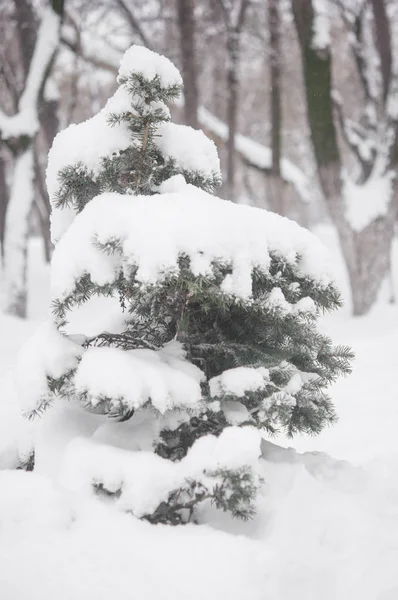 Kerstmis Achtergrond Met Frosty Naaldboom — Stockfoto