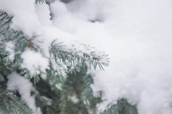 Jul Bakgrund Med Frostiga Tall — Stockfoto