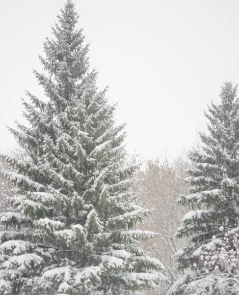 Різдвяний Фон Морозним Сосновим Деревом — стокове фото