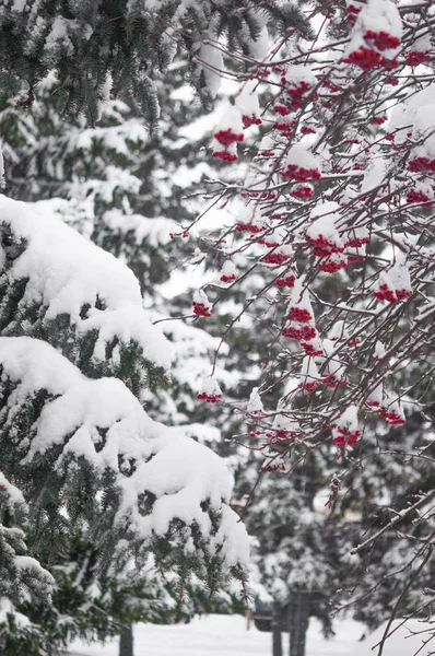 Cachos Vermelhos Rowan Coberto Com Primeira Neve — Fotografia de Stock