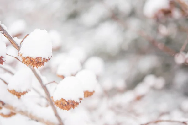 Fundo Inverno Arbustos Cobertos Neve Floresta Inverno Ramo Com Neve — Fotografia de Stock