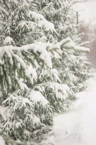 Kerstmis Achtergrond Met Frosty Naaldboom — Stockfoto