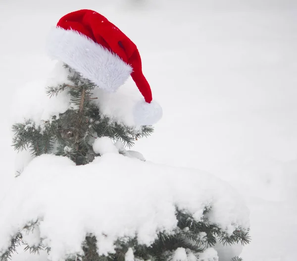 圣诞节背景与结霜的松树与红色圣诞老人帽子 — 图库照片