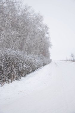 Huş ağaçları kış karla kaplı ahşap      
