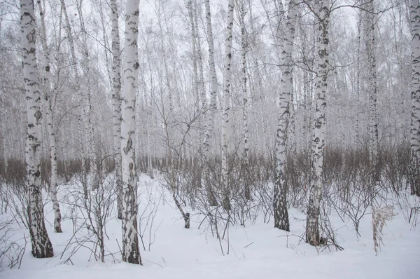 Brzozy Drewno Pokryte Śniegiem Zima — Zdjęcie stockowe