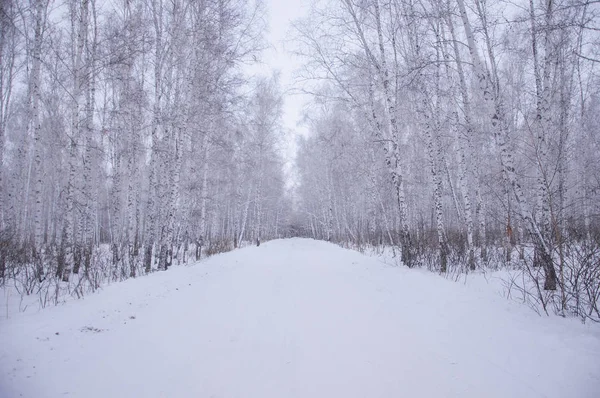 在白雪皑皑的冬季木白桦树 — 图库照片