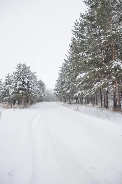 冬天的背景在霜雪中的针叶树 — 图库照片