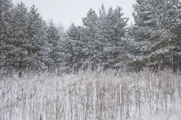 Vinterbakgrund Ett Barrträd Hes Och Snö — Stockfoto