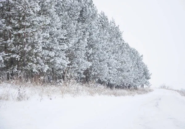 Vinterbakgrund Ett Barrträd Hes Och Snö — Stockfoto