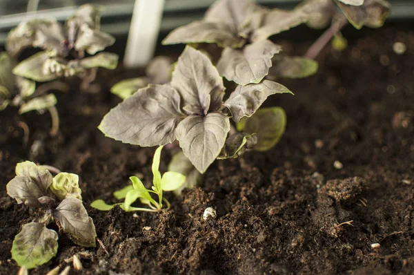 Basil Seedlings Pots — Stock Photo, Image