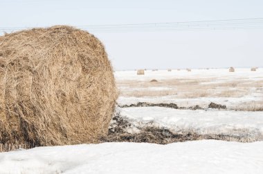 Bir çiftçi sahada kar yuvarlak balya saman kaplı 