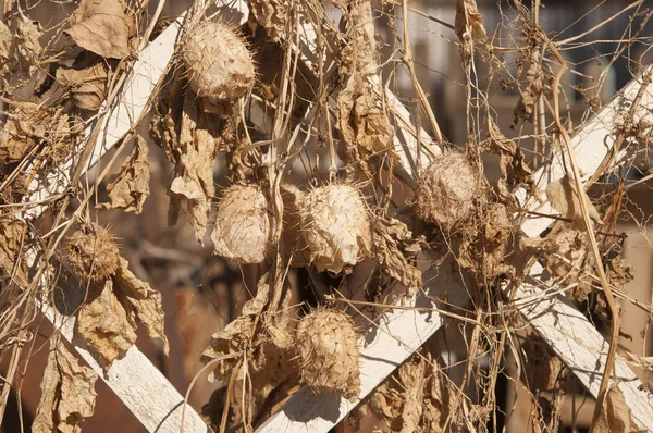 Un concombre sec qui gicle (explose) dans une forêt d'automne sur un gl — Photo