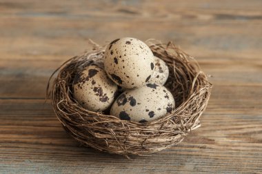 hasır bir yuvaya bıldırcın yumurtası