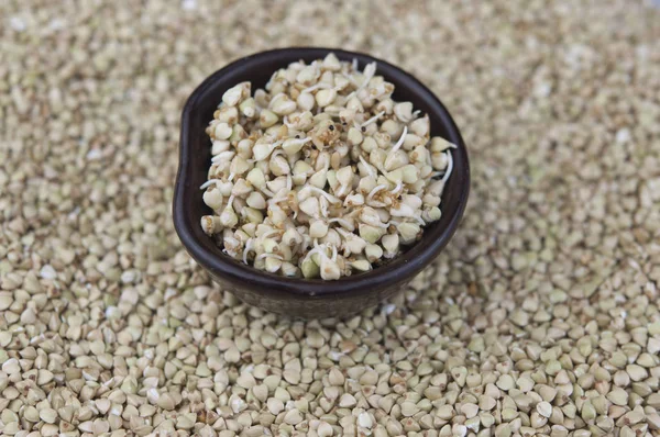 Sprouts of green buckwheat in a bowl. Macro shot. Raw buckwheat. — Stock Photo, Image