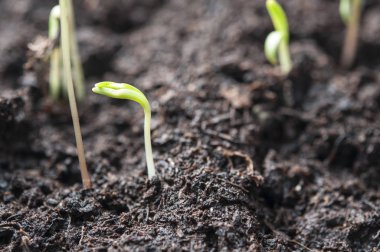 Bitki büyüme-yeni başlangıçlar adım, ekolojik dostu ve sustai