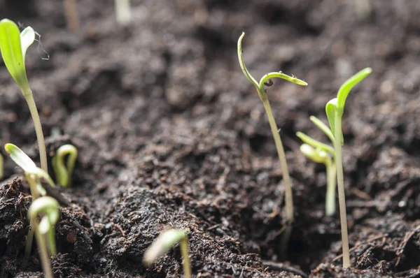 Planta crecimiento-nuevo paso de inicios, ecológico amigable y sustai —  Fotos de Stock