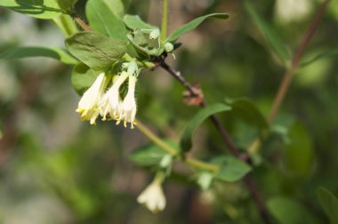 dalların çiçeklenme ile beyaz çiçekler