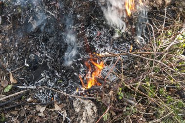 Bahar ormanlarında kuru ot yakma. 