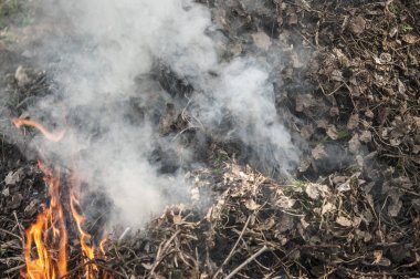 Bahar ormanlarında kuru ot yakma. 