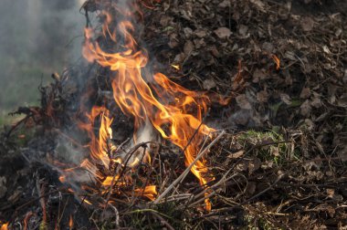 Bahar ormanlarında kuru ot yakma. 