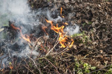 Bahar ormanlarında kuru ot yakma. 