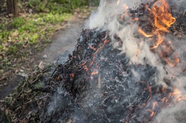 Bahar ormanlarında kuru ot yakma. 