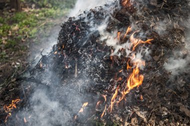 Bahar ormanlarında kuru ot yakma. 