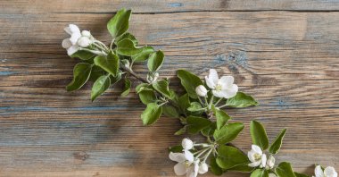 Güzel çiçek ile Bahar doğa arka plan