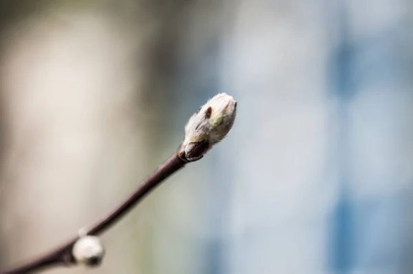 Zářící mladé jarní listí na přírodní zelené pozadí — Stock fotografie