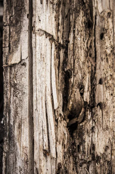 Rotten wood close up and its rotten splinters — Stock Photo, Image