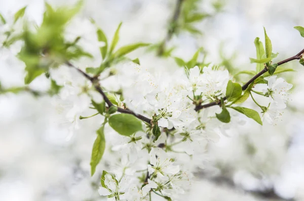 Větve s kvetoucí bílé květy — Stock fotografie
