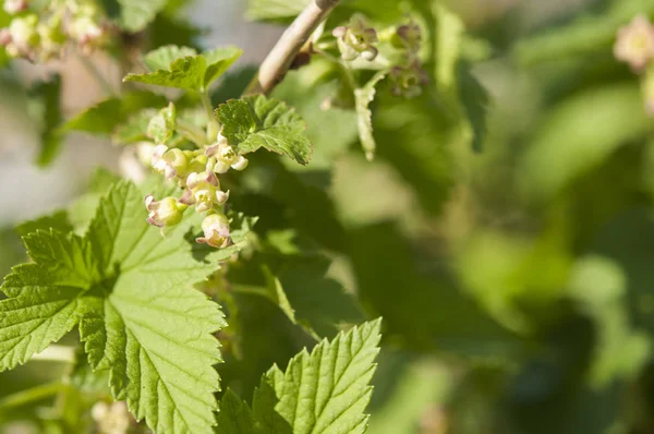 Blooming currant. Currant bush with green leaves and small tende — Stock Photo, Image