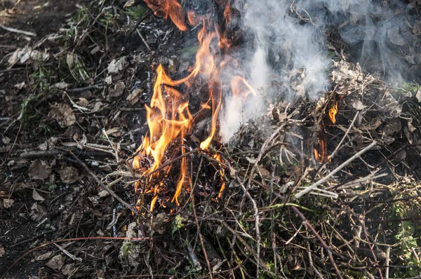 Brûler l'herbe sèche dans la forêt printanière . — Photo