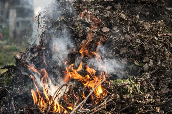 Queimando grama seca na floresta de primavera . — Fotografia de Stock