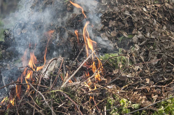 Spalování suché trávy v jarním lese. — Stock fotografie