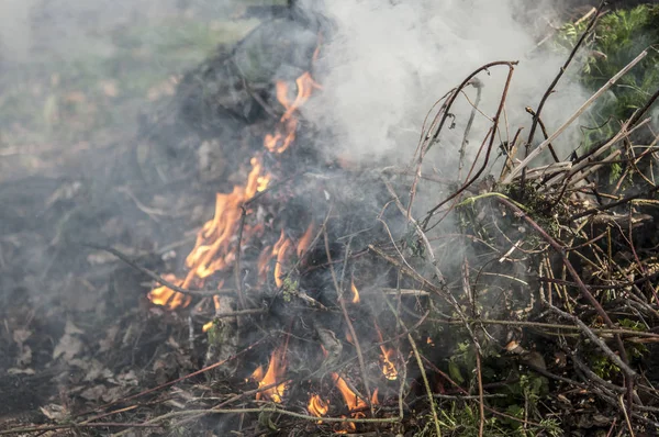 Queimando grama seca na floresta de primavera . — Fotografia de Stock