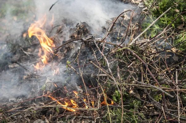 Brûler l'herbe sèche dans la forêt printanière . — Photo