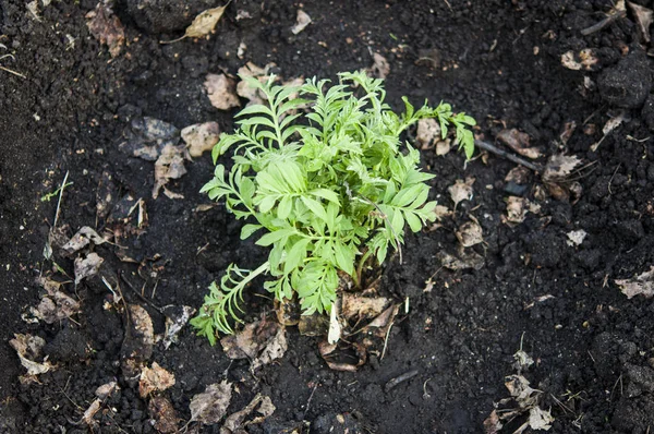 Fiore piantato nel letto del giardino — Foto Stock