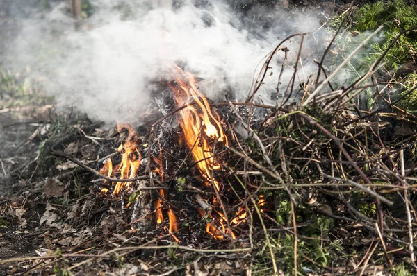 Brûler l'herbe sèche dans la forêt printanière . — Photo