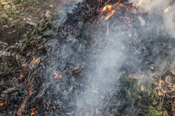 Bahar ormanlarında kuru ot yakma. 