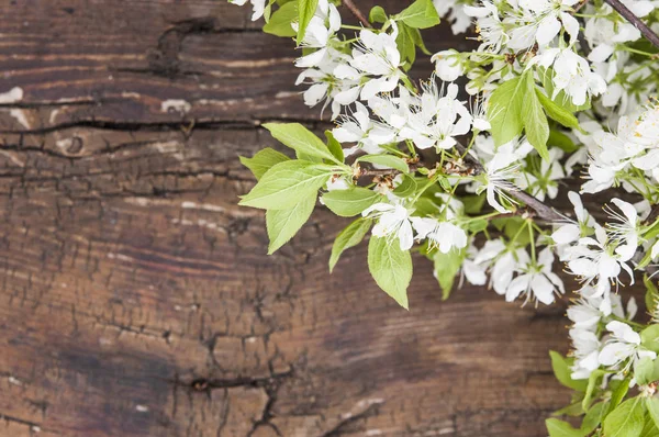 Jarní přírodní pozadí s půvabnou květinou — Stock fotografie