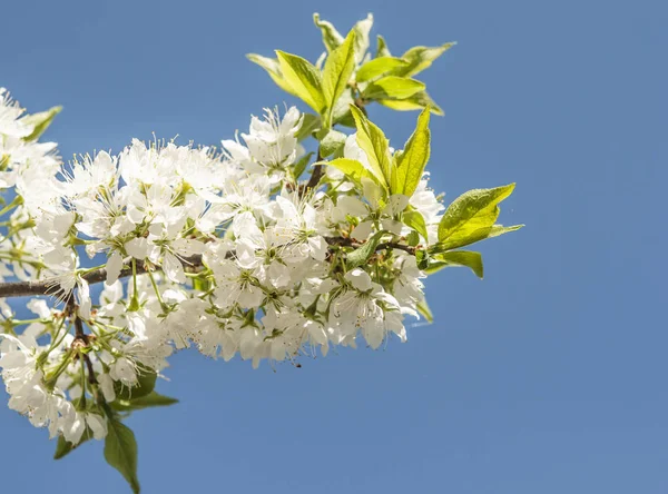 Větve s kvetoucí bílé květy — Stock fotografie