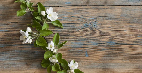 Vår natur bakgrund med härlig blomning — Stockfoto