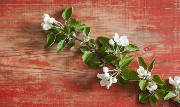 Jarní přírodní pozadí s půvabnou květinou — Stock fotografie